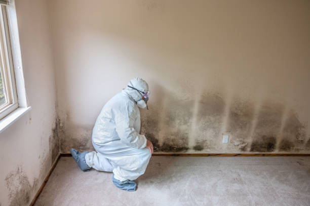 Best Black Mold Removal  in Prairie Grove, IL